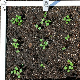 Rucola