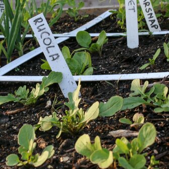 Rucola