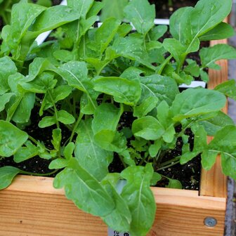 Rucola