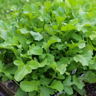 Rucola