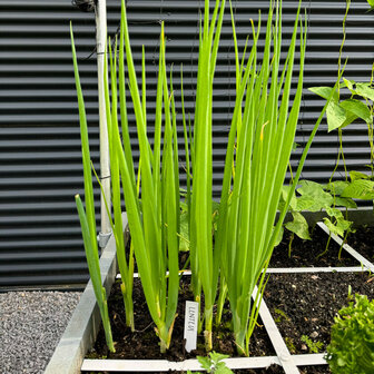 Lente ui