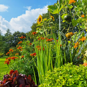 Lente ui
