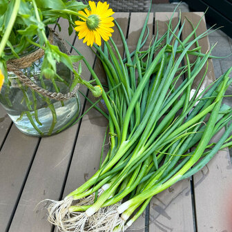 Lente ui