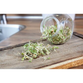 Buzzy&reg; Organic Sprouting pot Salademix BIO