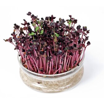 Buzzy&reg; Organic Sprouting Glazen Bowl met Rucola BIO