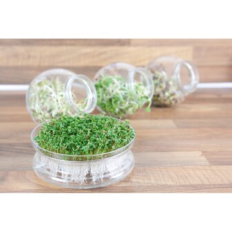 Buzzy&reg; Organic Sprouting Glazen Bowl met Rucola BIO
