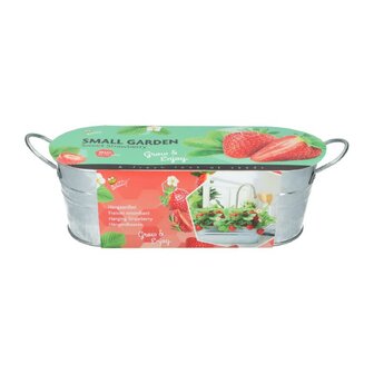 Small Garden Sweet Strawberry 