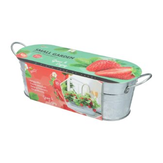 Small Garden Sweet Strawberry 