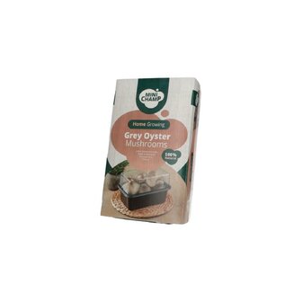 Mini Champ Home Growing Grijze oesterzwam