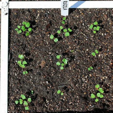 Rucola