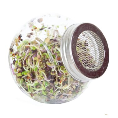 Buzzy® Organic Sprouting pot Pikante salade BIO