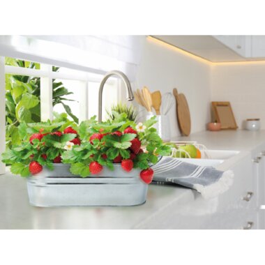 Small Garden Sweet Strawberry