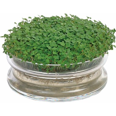 Buzzy® Organic Sprouting Glazen Bowl met Rucola BIO