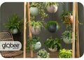 Globee in box Olive