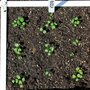 Rucola